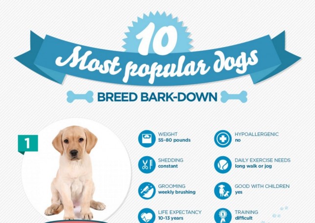 10_Nationwide_10 Most Popular Dogs